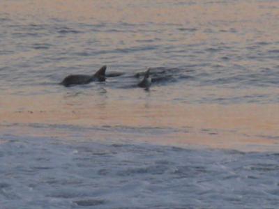 Dolphins Feeding off Main Beach