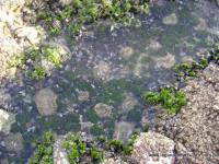 Tidepools at Thousand Steps Beach, 1000 Steps Beach, Laguna Beach, California