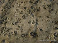 Pawprints of Dog Friendly Laguna Beach beach, Laguna Beach, California Information