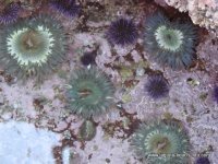 Anemones at Crescent Bay, Laguna Beach tidepools