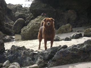 Dogs at the Beach, Laguna Beach Dog