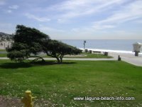 Windswept Tree and Grassy Area, Main Beach Laguna Beach