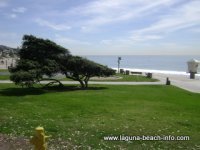 Windswept Tree and Grassy Area, Main Beach Laguna Beach Windswept Tree and Grassy Area, Main Beach Laguna Beach
