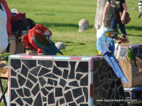 Parrots at Main Beach Park, Laguna Beach beach, California