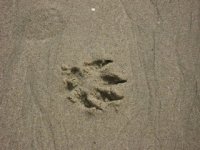 Pawprints on the Sand at Main Beach, Laguna Beach Dog