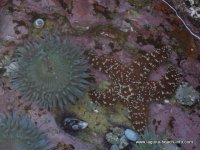 Starfish at Crescent Bay, Laguna Beach tidepools