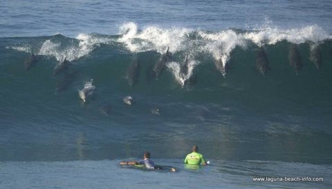 Dolphins in the waves Street Beach in Laguna Beach California