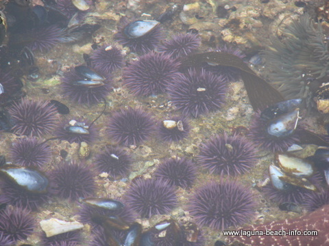 Purple Sea Urchins in Crescent Bay Laguna Beach Tidepools