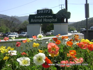 Canyon Animal Hospital, Veterinarian Services and Boarding, Laguna Beach Dog