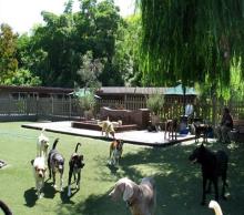 The Dog Ranch Bed and Biscuit, Laguna Beach Doggy Day Care and Boarding