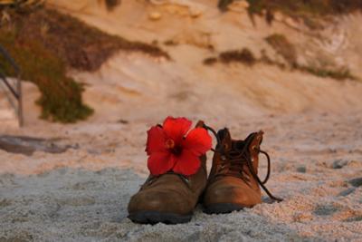 Shoe Flower Laguna Beach by Aja Fewell, Orange County, California