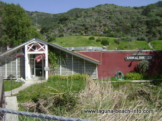 Laguna Beach Animal Shelter, Laguna Beach Dog