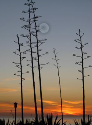 Century Cactus on Main Beach