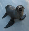 Pacific Marine Mammal Center Laguna Beach sea lions, Things To Do In Laguna Beach