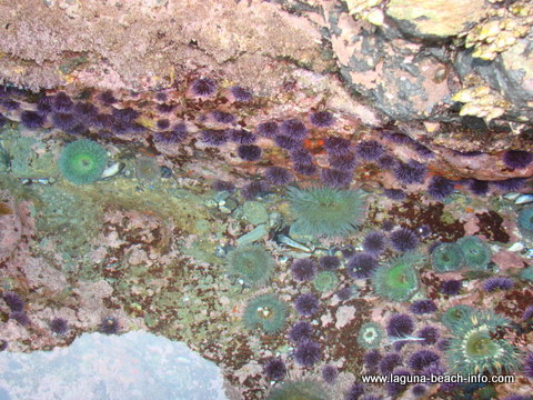 Purple Sea Urchins at the tidepools at Crescent Bay, Laguna Beach tidepools