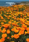 Bluff Poppies<br>by Gar Cropser
