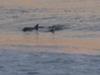 Dolphins Feeding off Main Beach