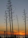 Century Cactus on Main Beach