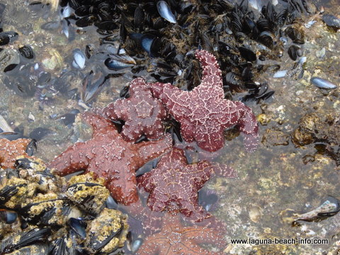 starfish at Crescent Bay Laguna Beach Tidepools