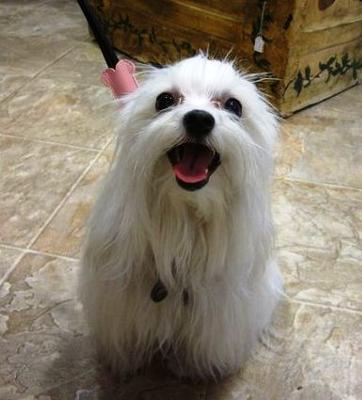 Bring your pup to shop or let us take care of your pup's grooming while you have lunch. 