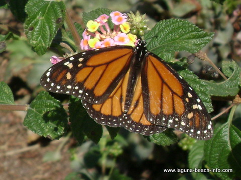 Butterfly at Top of the World Park in Laguna Beach